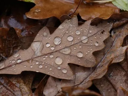 Rain, Rain, Rain – A Peaceful Journey Into Deep Sleep