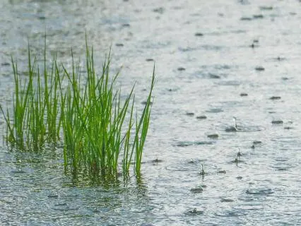 Rain - Relaxing Soothing Rain Sound : Deep Sleep