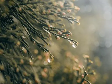 Rain Sleep Yoga Nidra