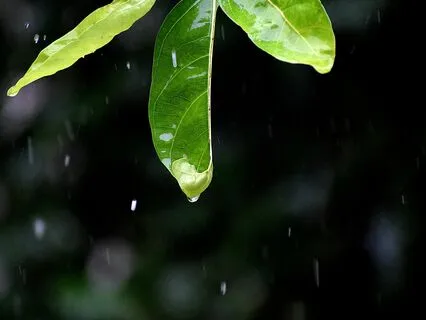 Rain Song #4