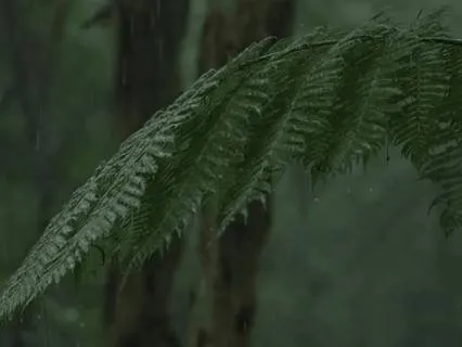 Rain Sounds For Deep Sleep – Rainy Forest
