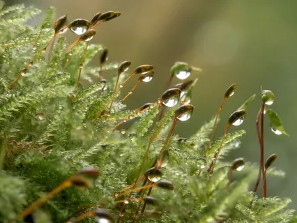 Rain Sounds For Relaxation