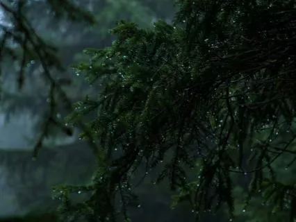 Rain Sounds for Sleep & Relaxation • 10 Hours