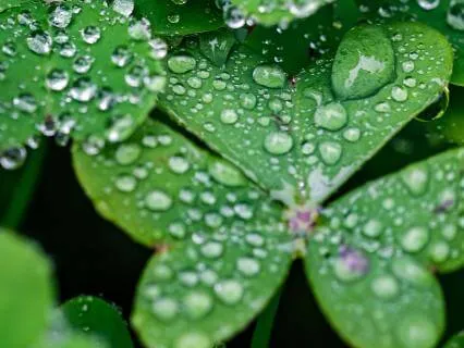 Rain Sounds For Sleeping (8 Hours)