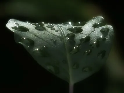 Rain Sounds In The Woods