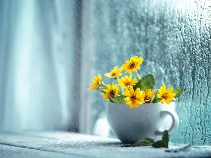 Rain Sounds With Gentle Birds