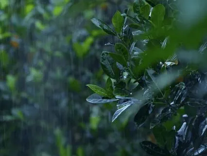 Rain Sounds with Sleep Music