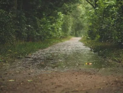 Rain & Soundscape