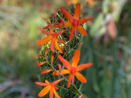 Rain Spirit Song To The Birds And The Wind At Hale 'I'iwi