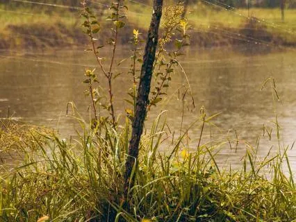 Rain & Stillness Music For Inner Peace