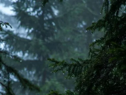 Rain & Thunder Healing Sleep (10 Hours)