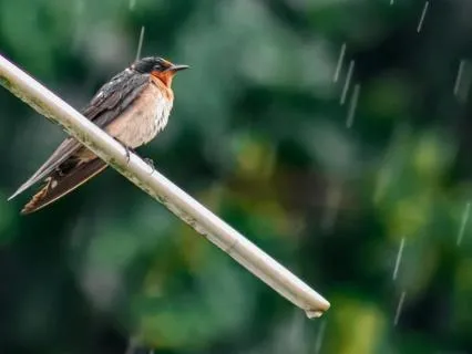 Musical Reflections | Rain Walk