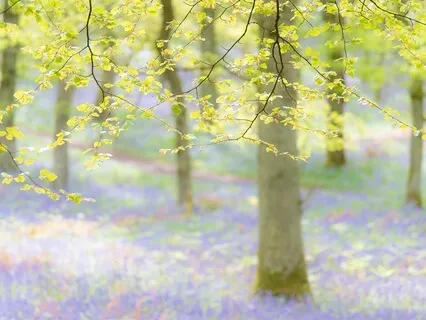 Rainbow In A Bluebell Wood: A Relaxing Guided Visualisation