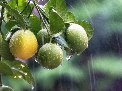 Raindrop Reverie: Nature's Calming Symphony