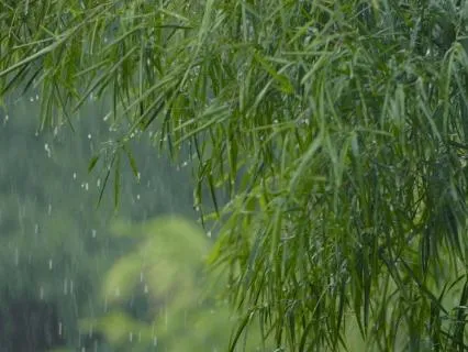 Raindrops On Leaves – Piano And Gentle Rain Sounds For Sleep