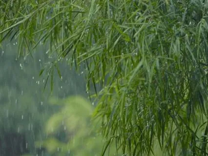 Raindrops on Leaves – Piano and Gentle Rain Sounds for Sleep
