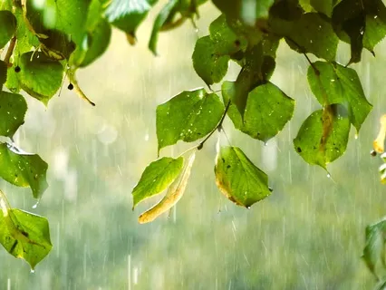 Rainfall ASMR : Gentle Showers On A Conservatory Roof
