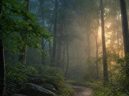 Rainfall Haven: Ambient Calm for Deep Sleep