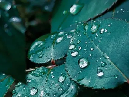 Rainfall Rainfall Rainfall