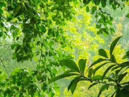 Rainfall Renewal: Gentle Rain Sounds For Calm & Sleep