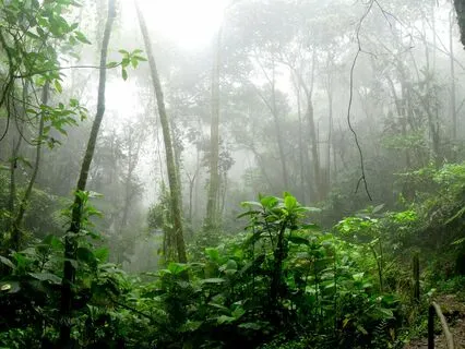 Rainforest Ambience, Distant Thunderstorms, Rain, Wind