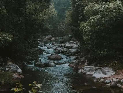 Rainforest Creek (8+Hours)