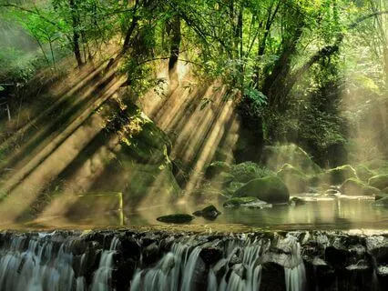 Rainforest Escape: Visualize And Refresh