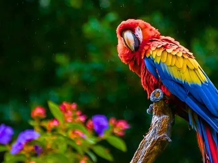 Rainforest Experience At 40 Hz