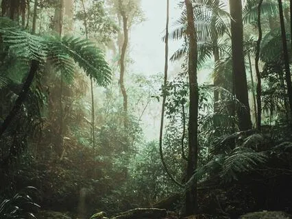 Rainforest Grounding And Clearing Meditation