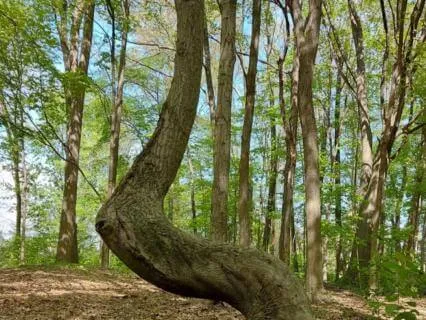 Rainforest Healing Walk