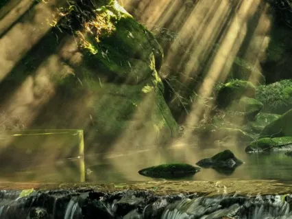 Rainforest Meditation 