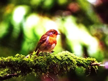 Rainforest Nature Sounds | 10 Hours For Sleep