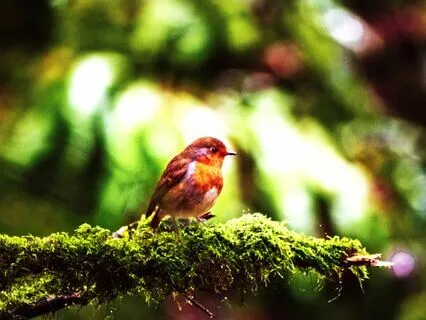 Rainforest Nature Sounds | 2 Hour Extended Version