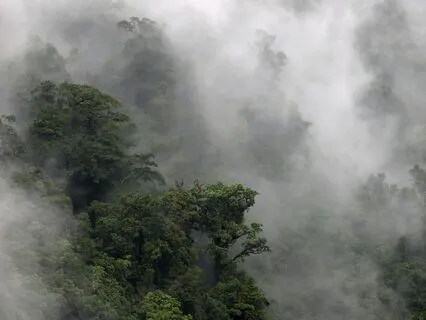 Rainforest Rain (Tropical Costa Rican Cloud Forest)