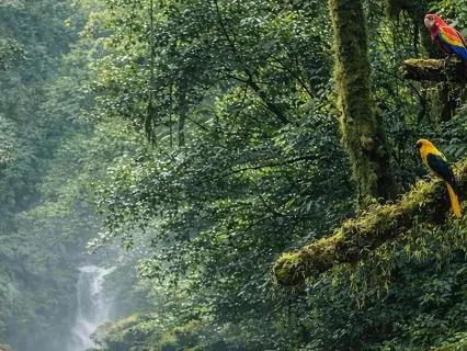 Rainforest Rainforest River Birds