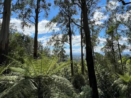 Rainforest Rest with Binaural Beats