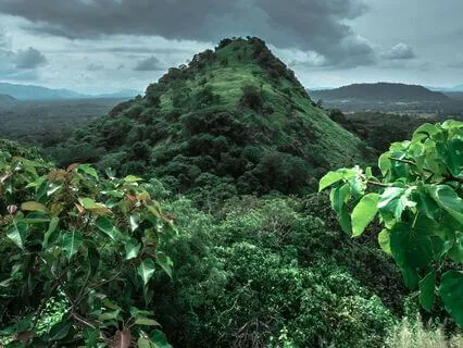 Rainforest Reverie: A Nocturnal Voyage Into Natural Calm