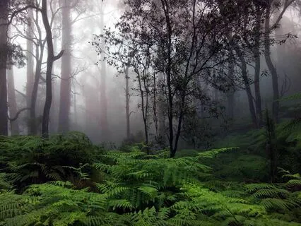 Rainforest Reverie: Gentle Showers In the Woods