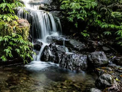 Rainforest Ritual: A 2 Minute Reset