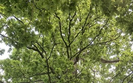 Rainforest Sleep Journey 