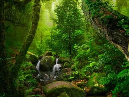 Rainforest Sound Bath (Long Version)