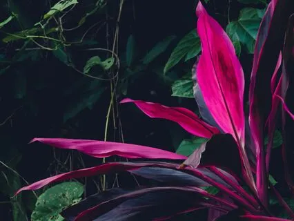 Rainforest Sound Bath (Short Version)