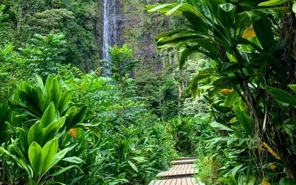 Rainforest Sound Bath