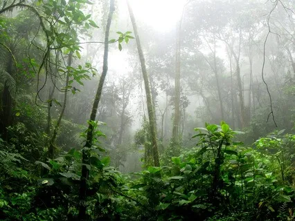 Rainforest Sound Bath