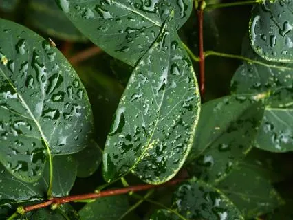 Rainforest Soundscape for Restful Sleep Or Meditation