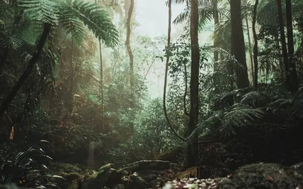 Rainforest Thunderstorms