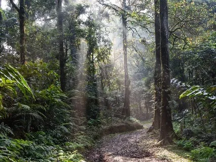 Rainforest Visualisation - Emotional Cleansing For Your Soul