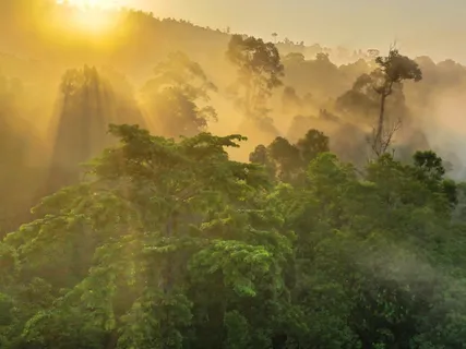 Rainforest Visualisation Practice