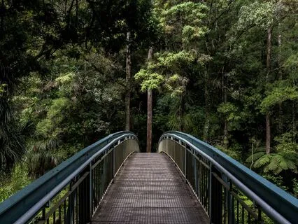 Rainforest Visualisation Meditation