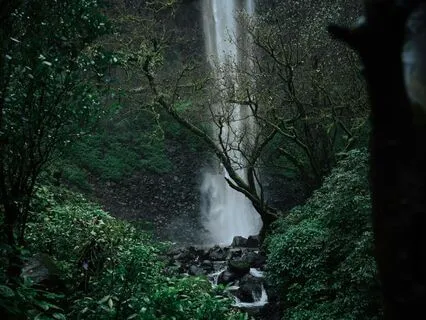 Rainforest Visualisation & Simple Pranayama Practice